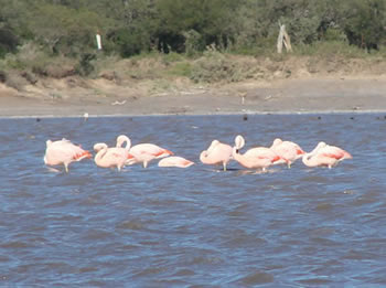 Laguna de Guatraché fauna