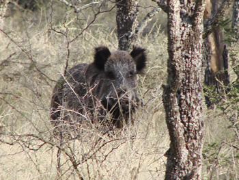 Chancho Jabalí en Parque Provincial Parque Luro