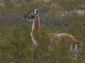 Guanaco en Parque Nacional Lihuel Calel